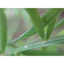 Объектив-телескоп Макро линза для камеры мобильного телефона 3-в-1Wide Angle/Macro/Fish-eye Lenses)